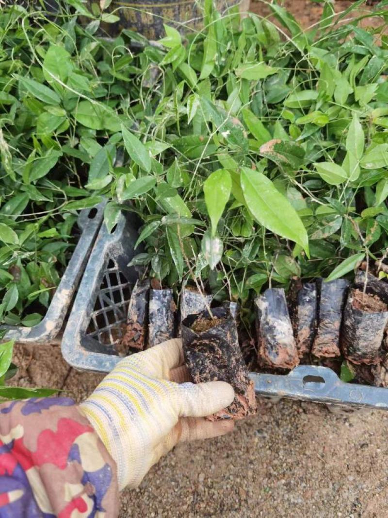 小叶牛大力大叶牛大力种苗基地百万现苗量大从优