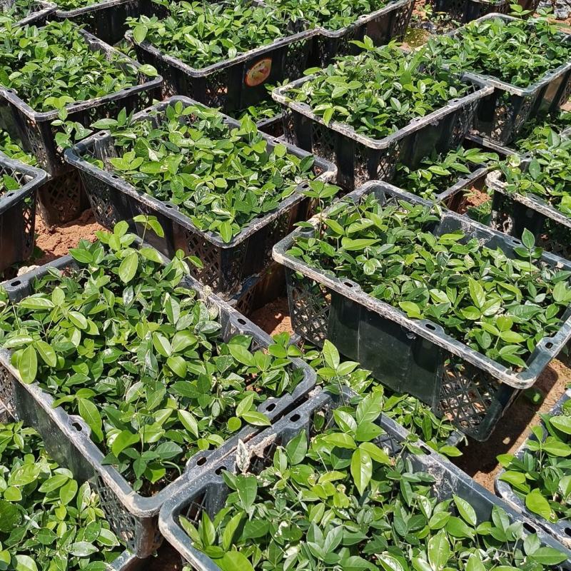 小叶牛大力大叶牛大力种苗基地百万现苗量大从优