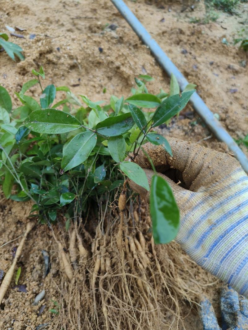 小叶牛大力大叶牛大力种苗基地百万现苗量大从优