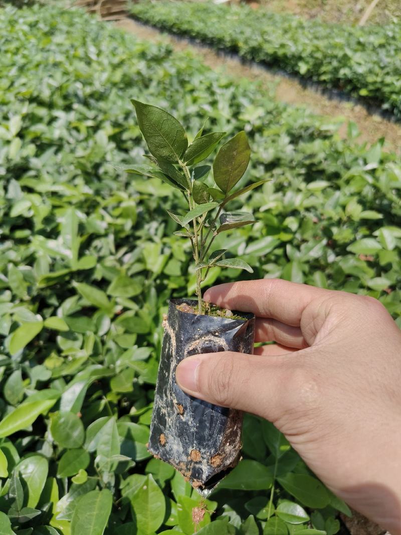 小叶牛大力大叶牛大力种苗基地百万现苗量大从优