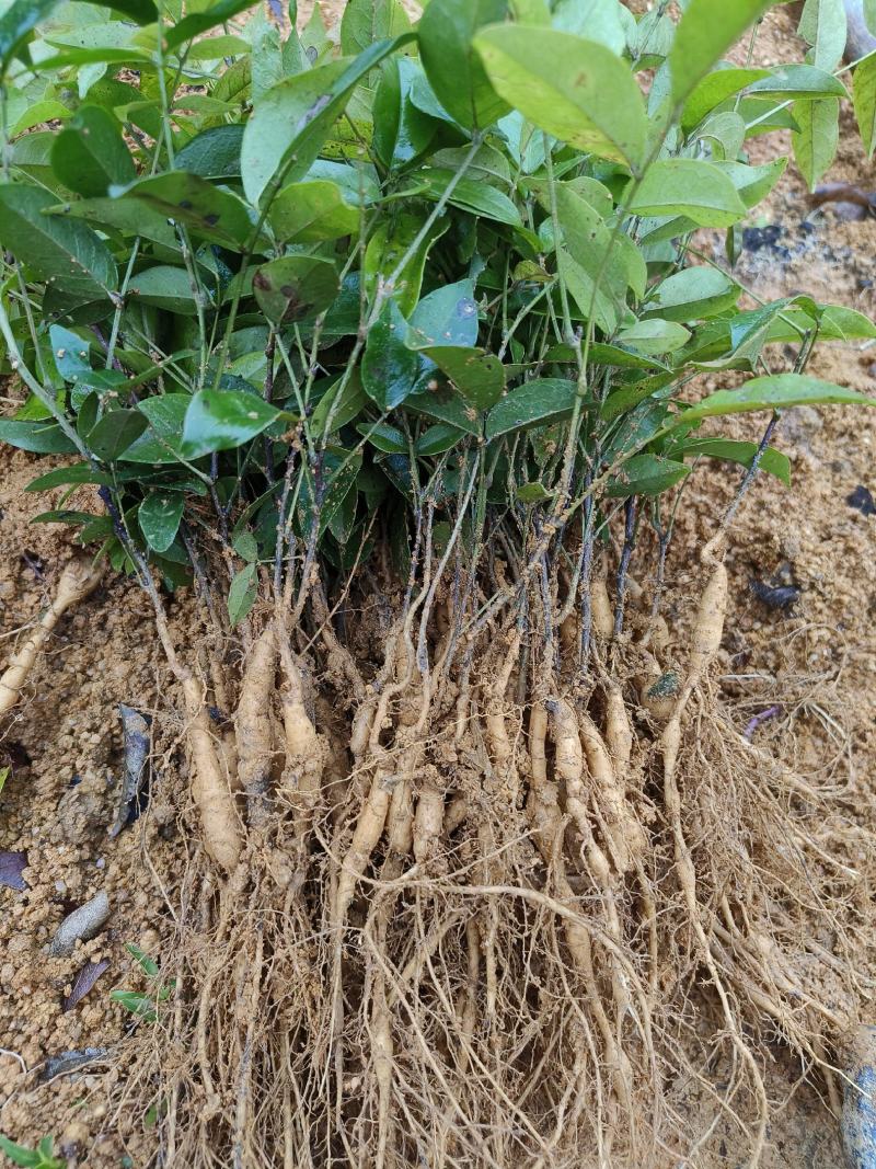 小叶牛大力大叶牛大力种苗基地百万现苗量大从优