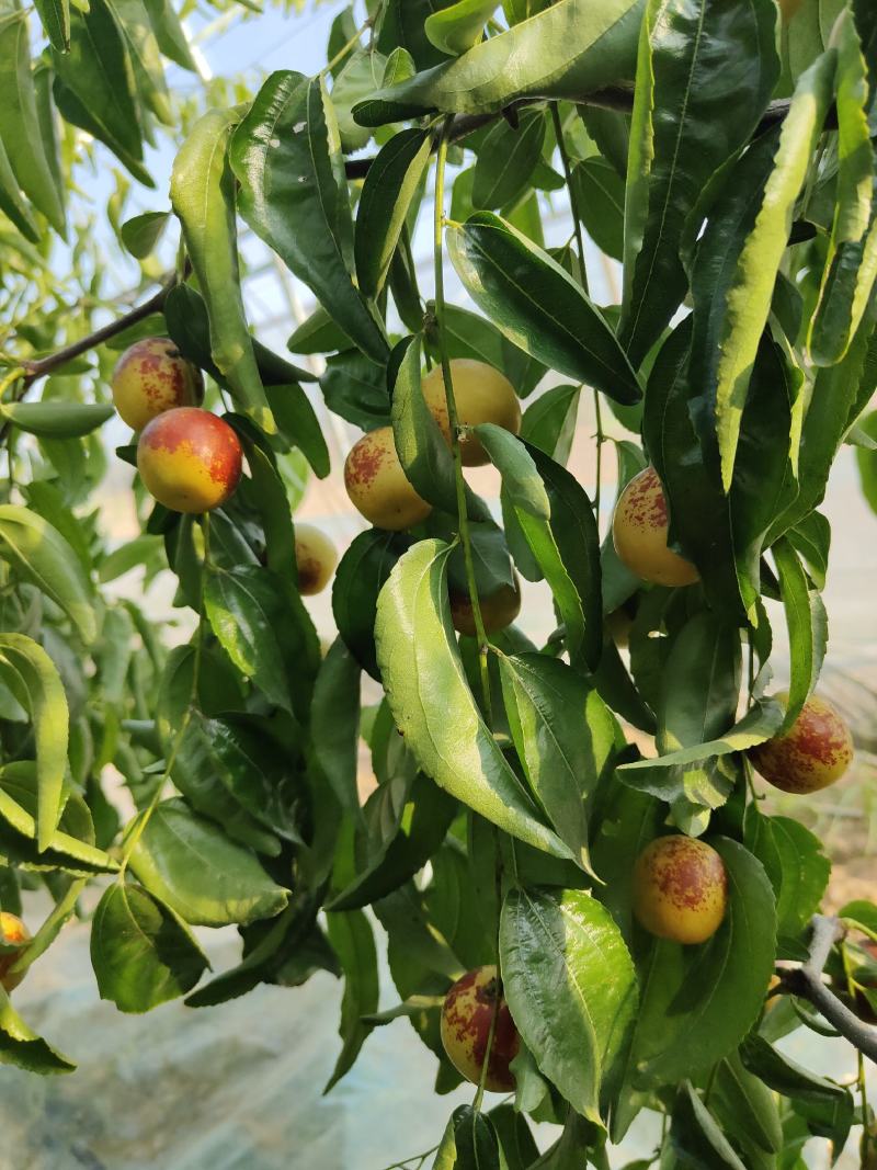 大荔冬枣