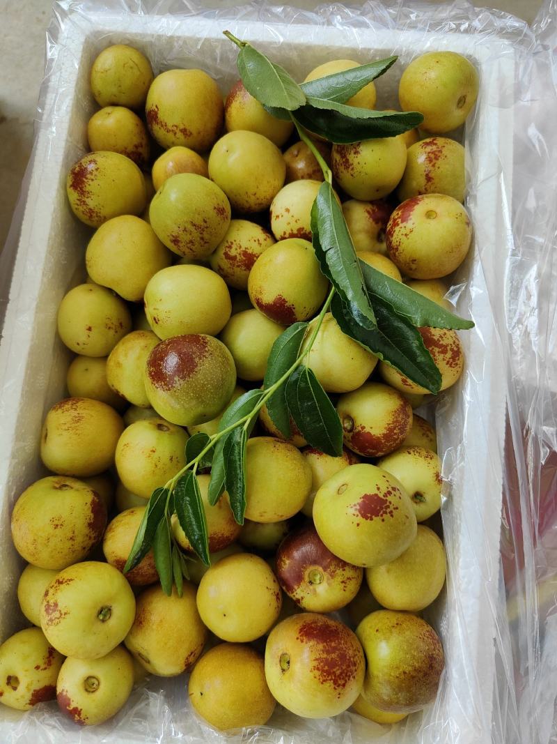 大荔冬枣