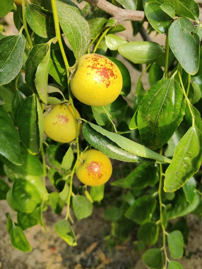 大荔冬枣
