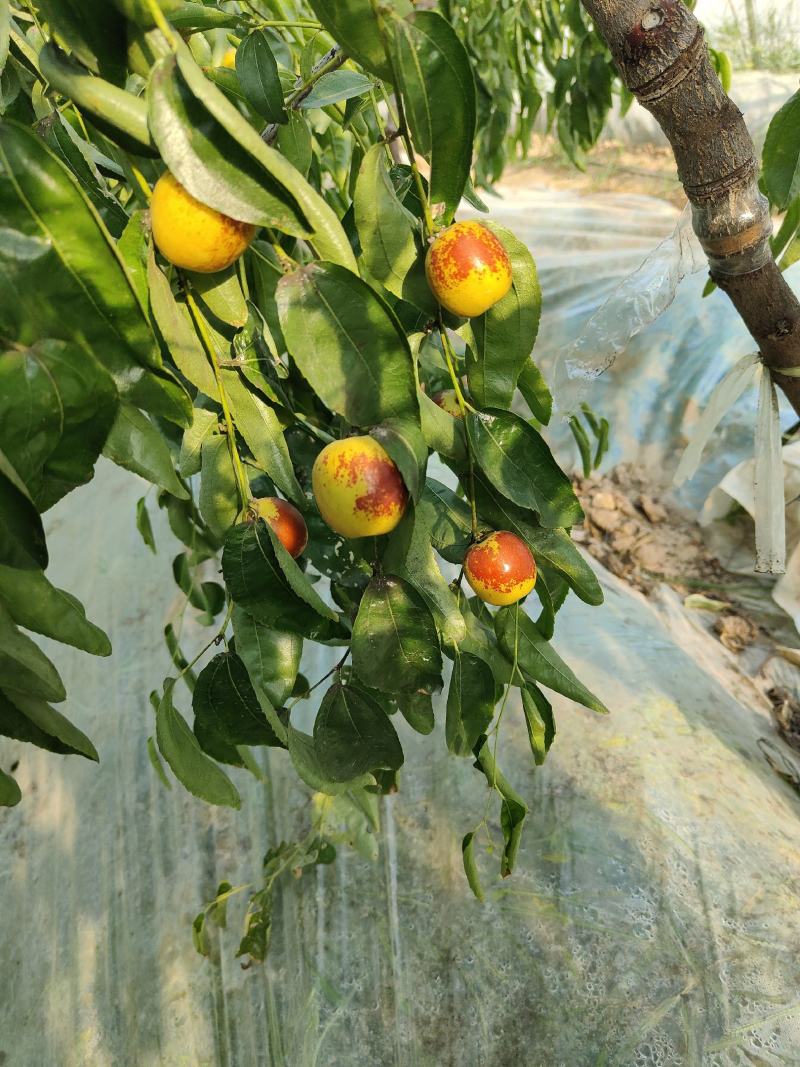 大荔冬枣