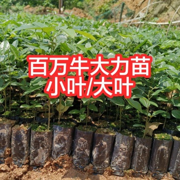 小叶牛大力大叶牛大力种苗基地百万现苗量大从优