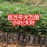 小叶牛大力大叶牛大力种苗基地百万现苗量大从优