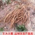 小叶牛大力大叶牛大力种苗基地百万现苗量大从优