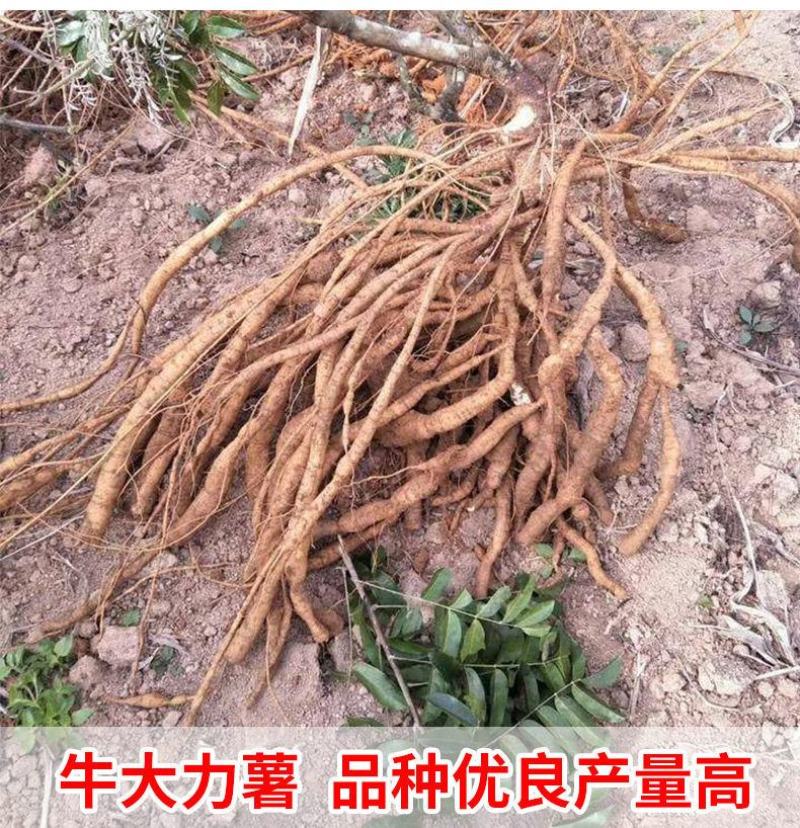 小叶牛大力大叶牛大力种苗基地百万现苗量大从优