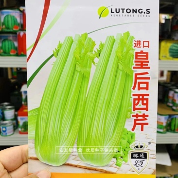 进口皇后西芹种子中小颗芹菜种子耐低温抗病强纤维少