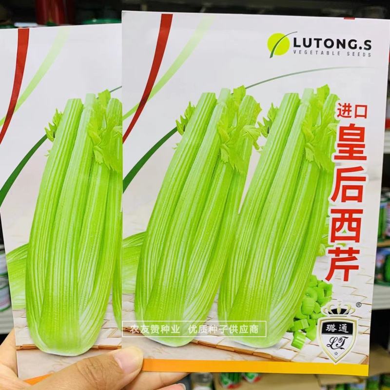 进口皇后西芹种子中小颗芹菜种子耐低温抗病强纤维少