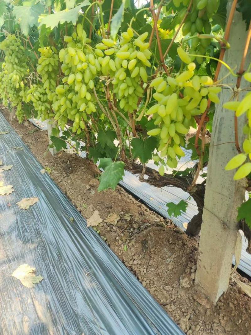 大棚玫瑰香葡萄口感已到顶峰！需要的老板联系