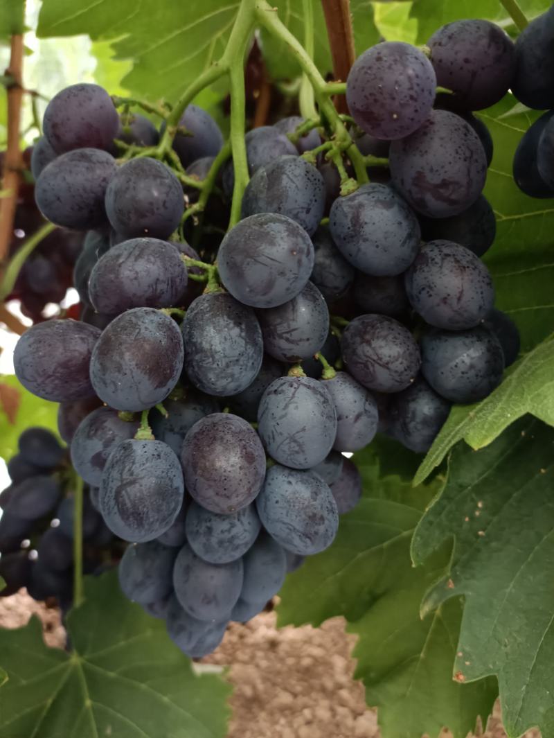 大棚玫瑰香葡萄口感已到顶峰！需要的老板联系