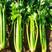 进口皇后西芹种子中小颗芹菜种子耐低温抗病强纤维少