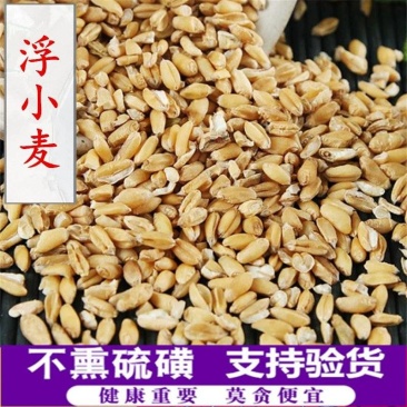 中药材浮小麦浮水麦无硫新货淮小麦产地货源