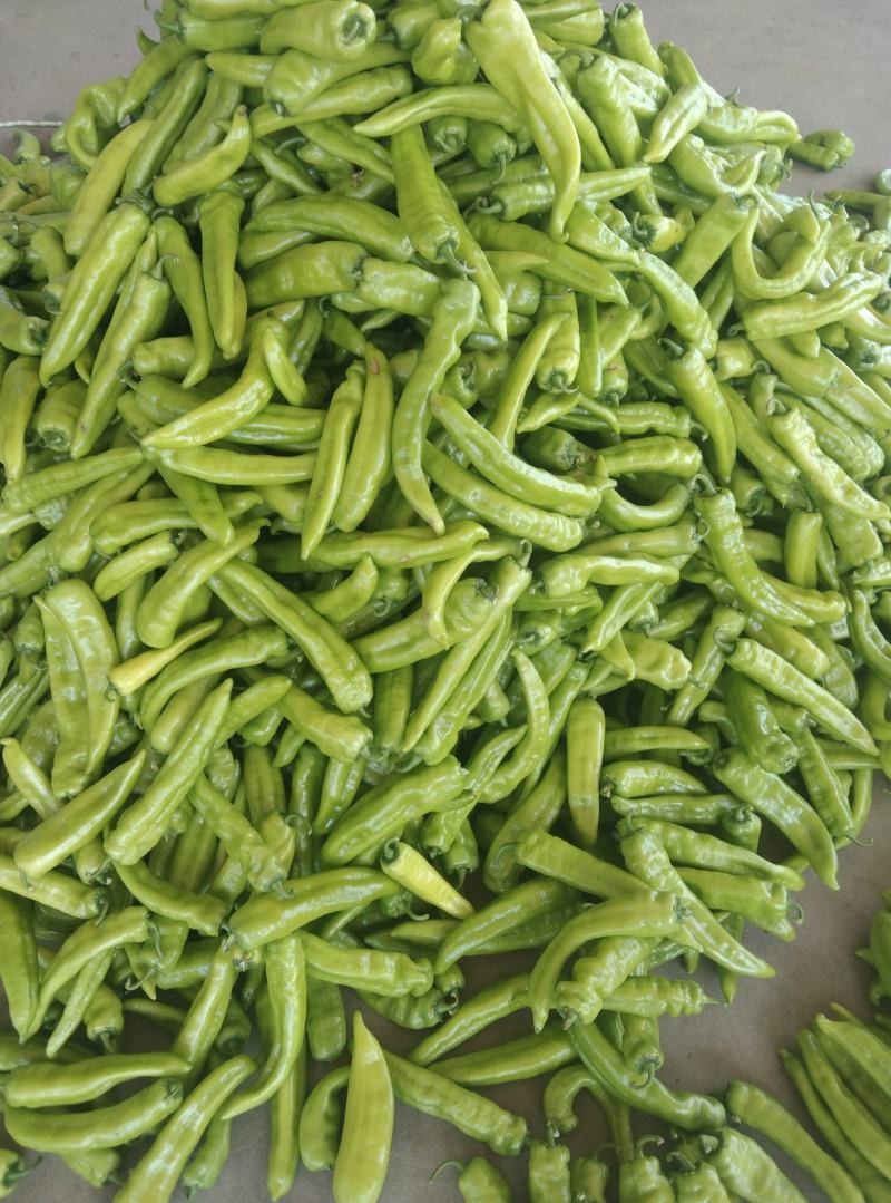 圆椒大量上市
