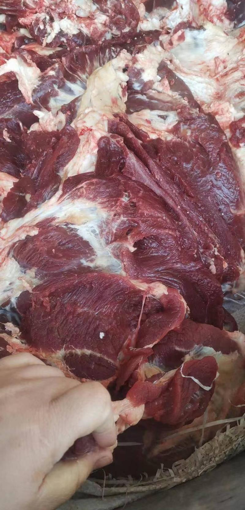 宁夏中卫牛肉大量供应肉质新鲜可对接全国欢迎咨询下单