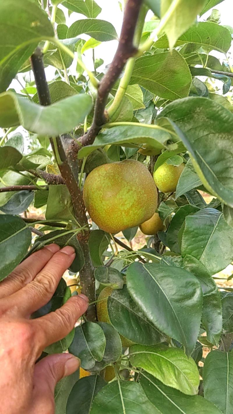 湖北.襄阳翠冠，圆黄，晚秋黄梨大量供应