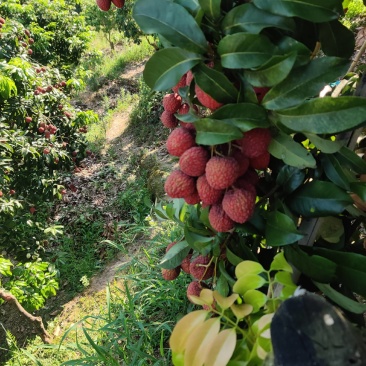 仙进奉荔枝