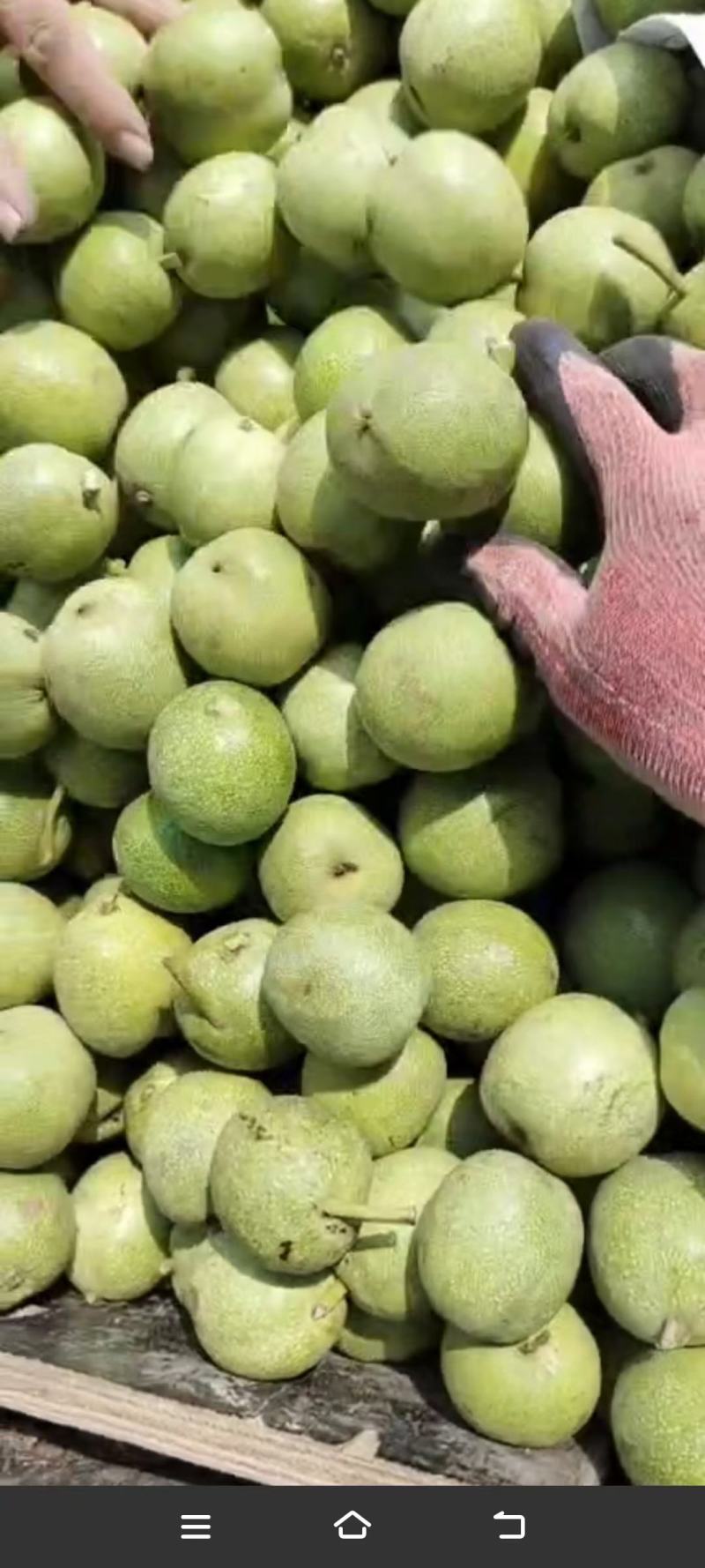 青皮核桃