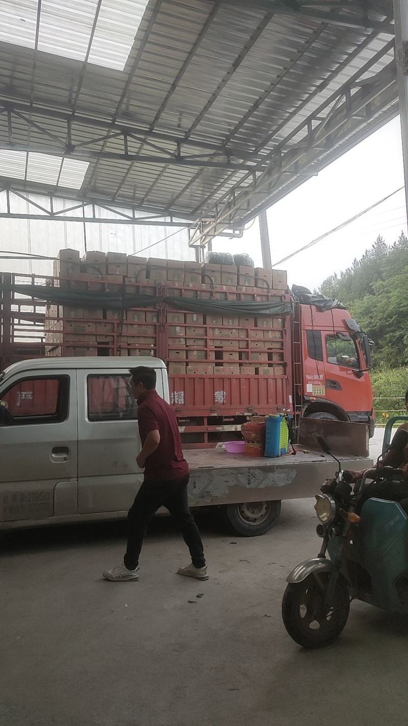黄线椒湖北鲜辣椒现在大量上市欢迎各位老板电联下单