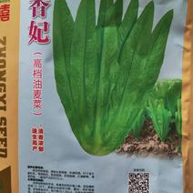 500g中禧香妃油麦菜种子，生长速度快品质好产量高