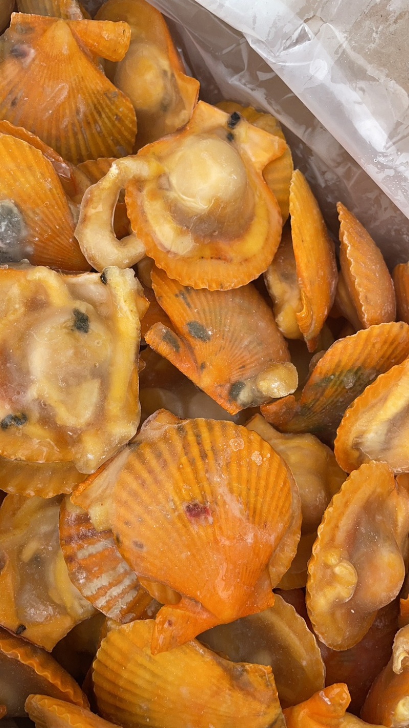 黄金粉丝扇贝黄金扇贝烧烤必选食材半壳黄金贝