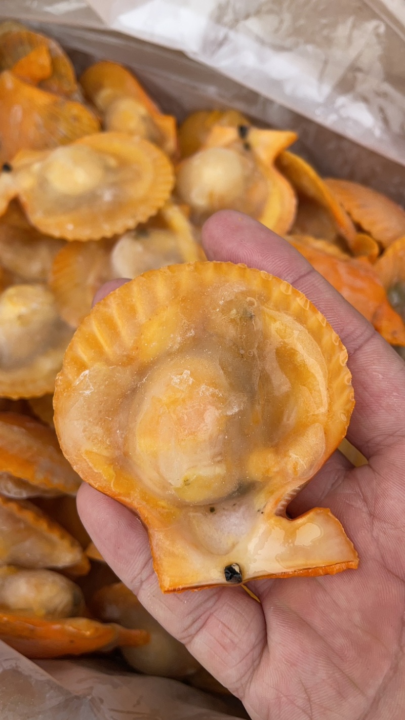 黄金粉丝扇贝黄金扇贝烧烤必选食材半壳黄金贝