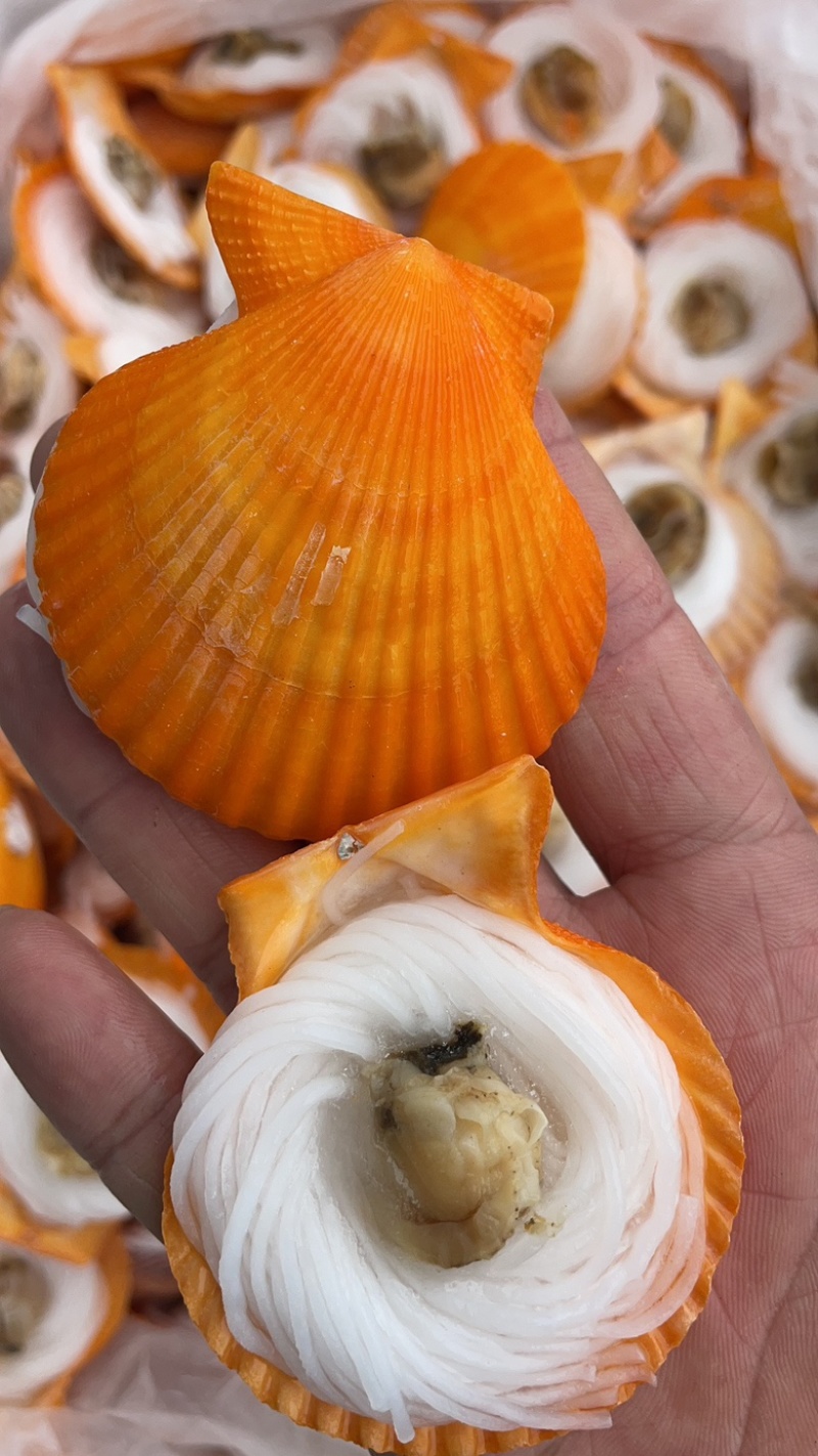 黄金粉丝扇贝黄金扇贝烧烤必选食材半壳黄金贝