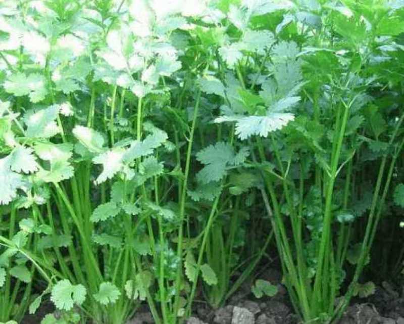 精品本地大叶香菜干不水洗