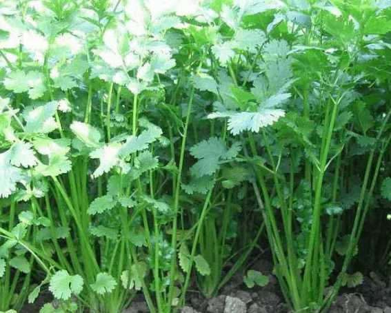 高清微距摄影:新鲜采摘的香菜(芫荽)嫩叶,完整保留茎叶连接处,叶片呈鲜亮翠绿色,边缘具锐锯齿,表面可见典型伞形科植物细密绒毛及自然水膜反光,无萎蔫、褐变或机械损伤,符合国家绿色食品叶菜类一级品标准 新鲜香菜嫩叶特写,翠绿色锯齿状复叶清晰可见,叶面覆有微细绒毛与晶莹水珠,背景为竹制菜篮与浅灰麻布,突出食材新鲜度与农产品本源属性