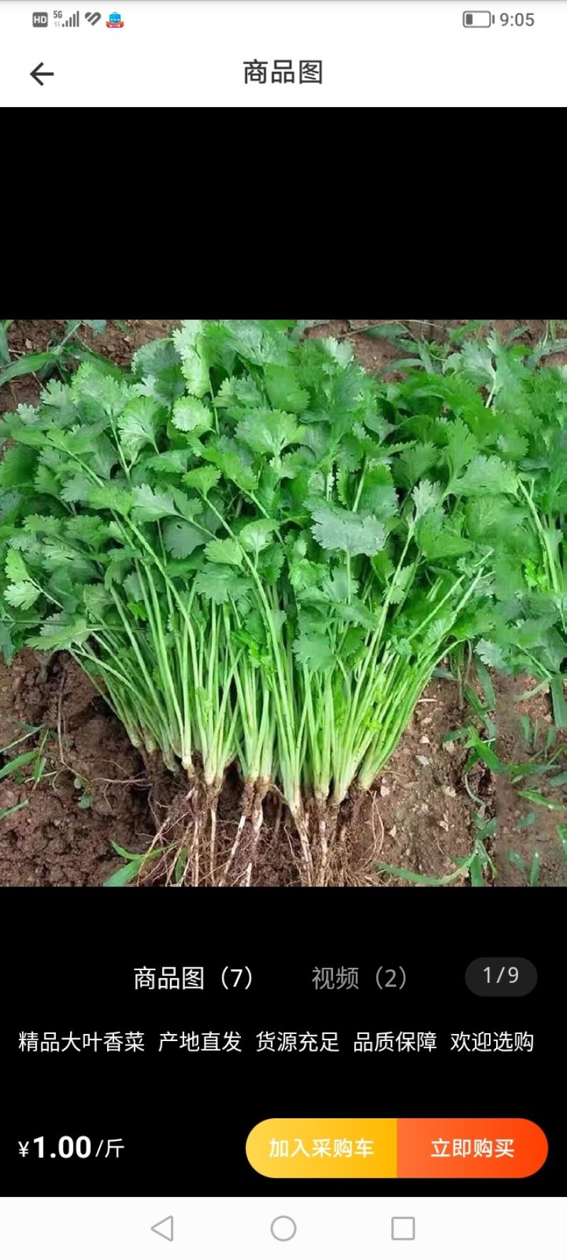 精品本地大叶香菜干不水洗