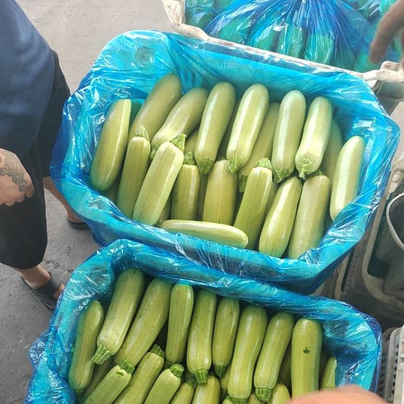 露天西葫芦大量上市中有需要的老板联系，可供超市，电商平台