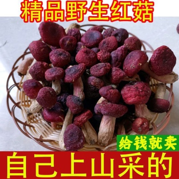红菇正品野生特级精选红菇红蘑菇红菌煲汤菌味浓香批发直销半