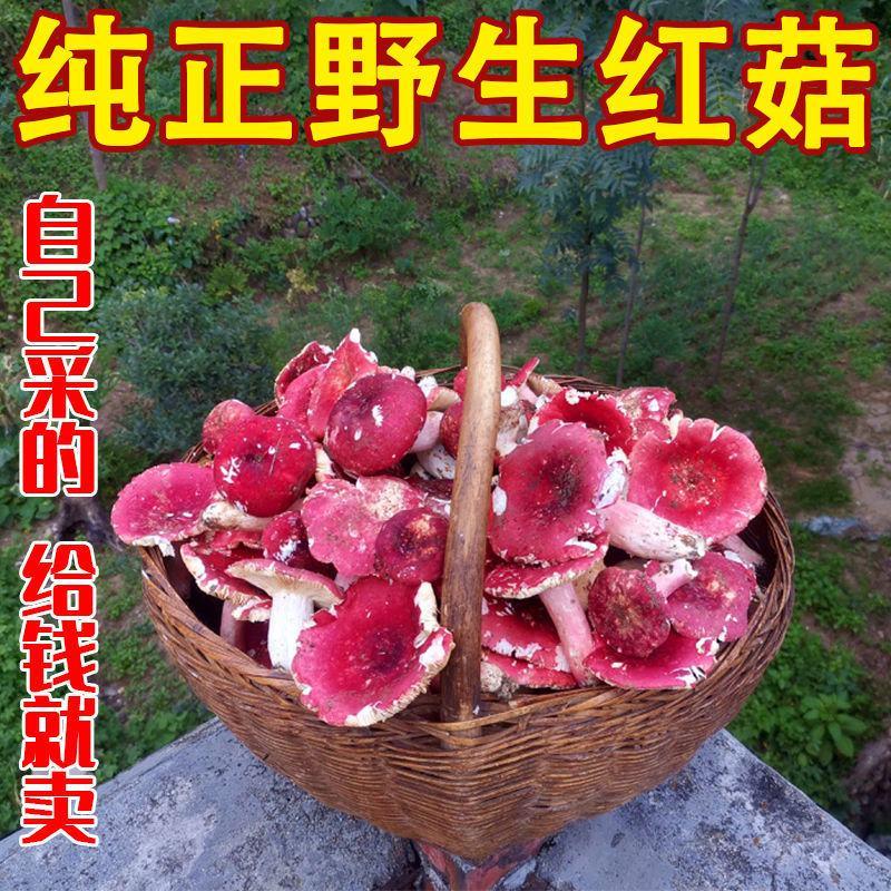 红菇正品野生特级精选红菇红蘑菇红菌煲汤菌味浓香批发直销半