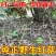 红菇正品野生特级精选红菇红蘑菇红菌煲汤菌味浓香批发直销半