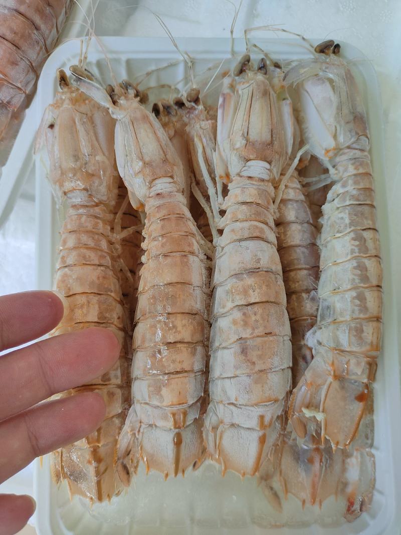 活煮皮皮虾濑尿虾虾爬子规格齐全货源稳定