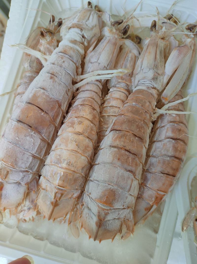 活煮皮皮虾濑尿虾虾爬子规格齐全货源稳定