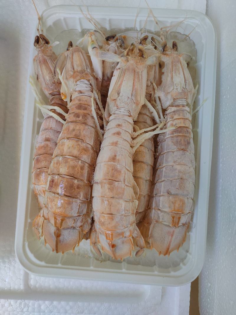 活煮皮皮虾濑尿虾虾爬子规格齐全货源稳定