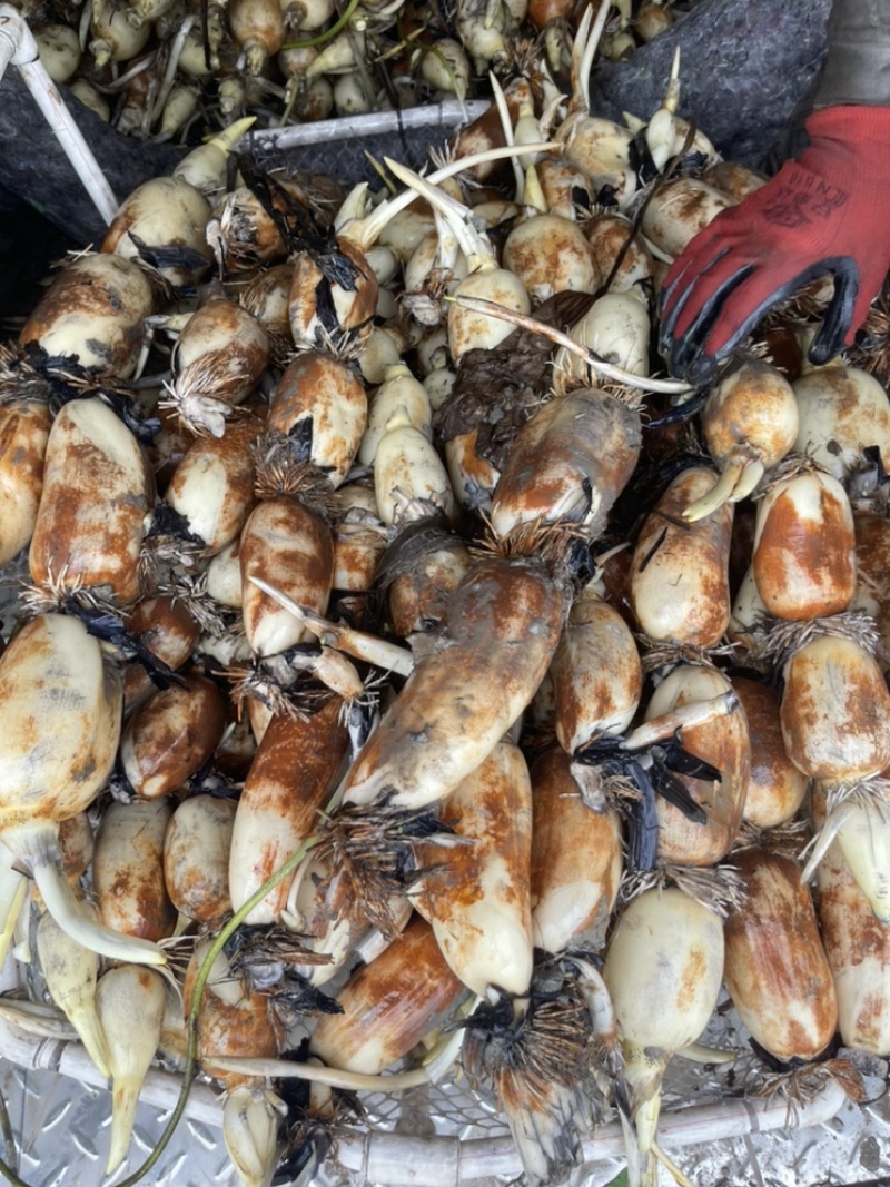 安徽省合肥市庐江县产区头年赛珍珠三五火爆热销中！