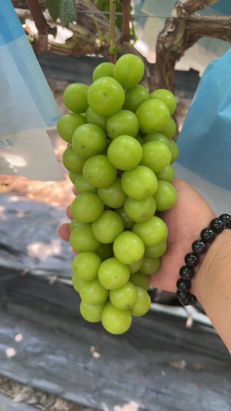 阳光玫瑰电商果大量上市，产地直供，专业代办