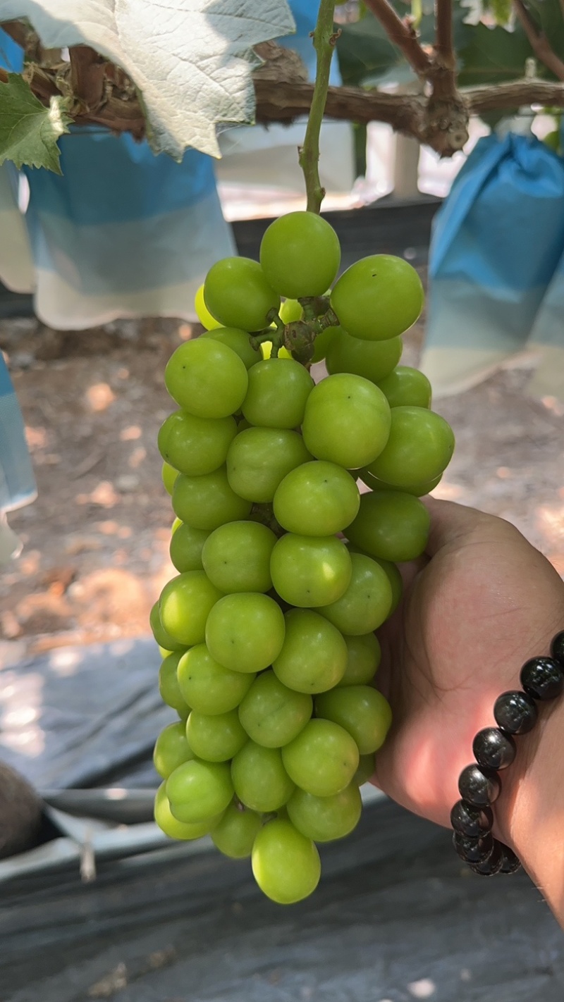阳光玫瑰电商果大量上市，产地直供，专业代办