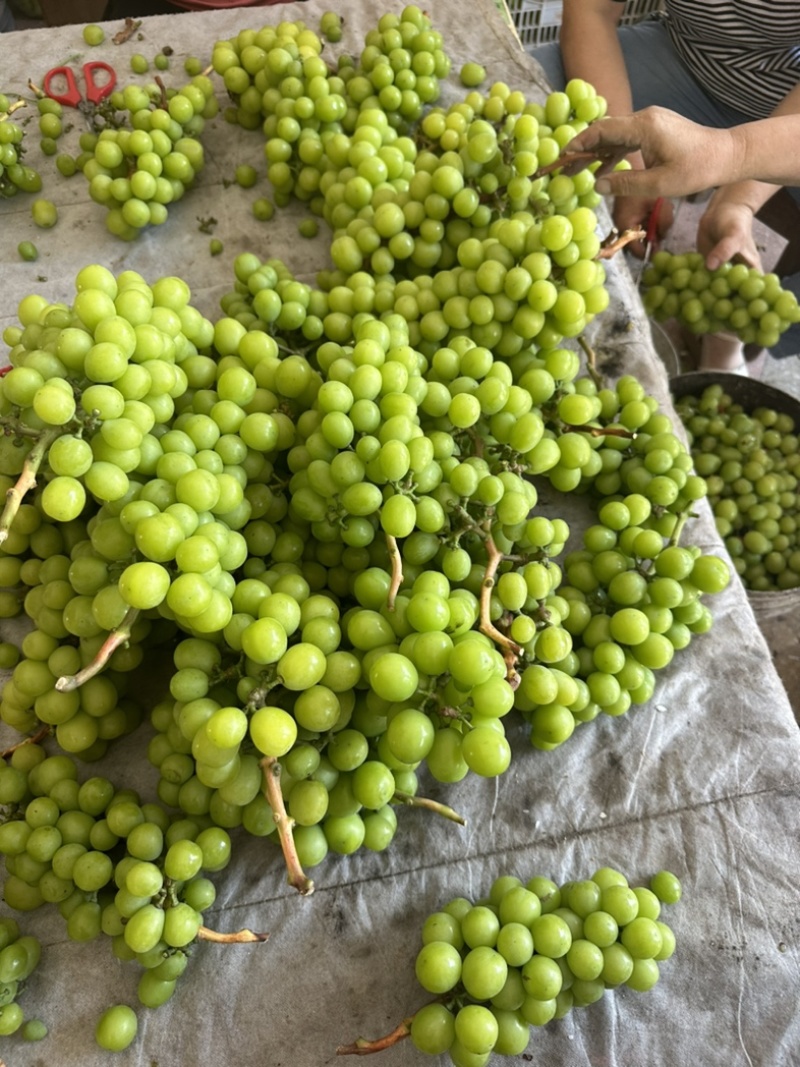 阳光玫瑰电商果大量上市，产地直供，专业代办