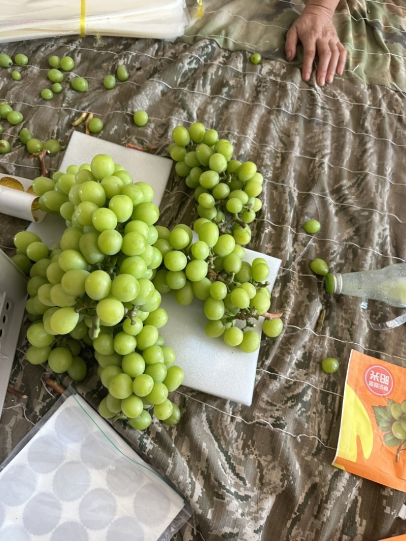 阳光玫瑰电商果大量上市，产地直供，专业代办