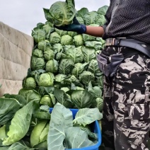 甘蓝圆白菜货源充足品质保证量大从优欢迎选购全国发货