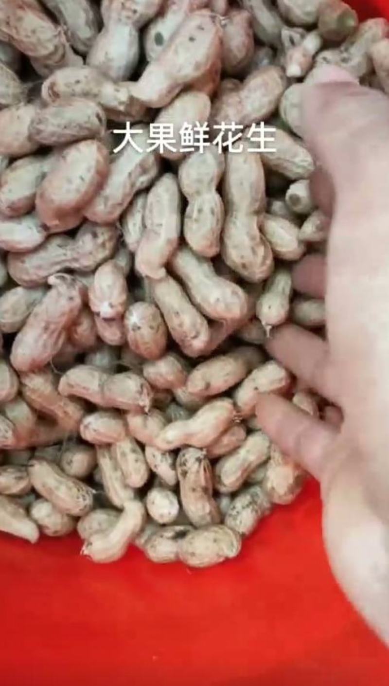实力推荐河南开封白沙系列花生鲜花生产地发货全国代发