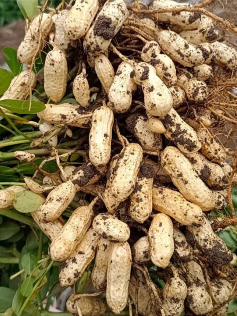 实力推荐河南开封白沙系列花生鲜花生产地发货全国代发