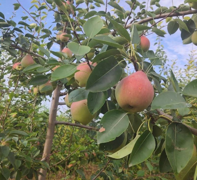 山西运城夏县七月红梨，大量上市，对接全国，各大商超市场。