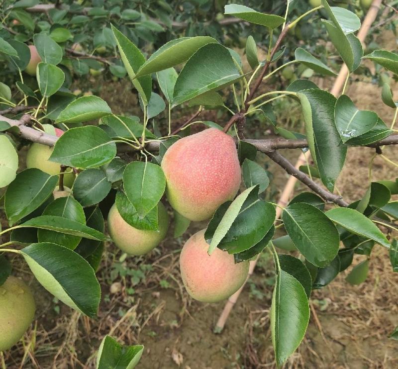 山西运城夏县七月红梨，大量上市，对接全国，各大商超市场。