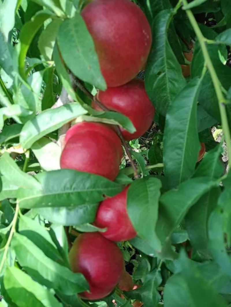 中油20